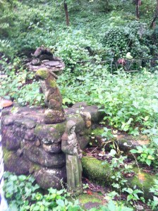 Close Up of The Rabbit